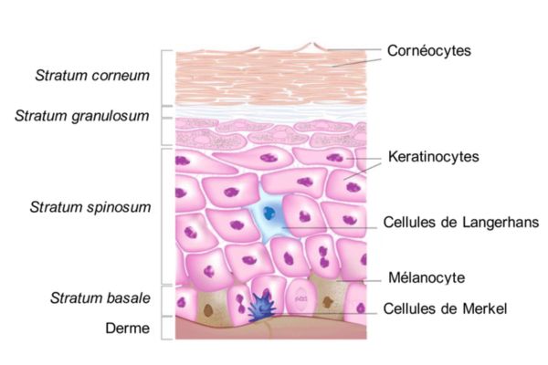 schema composition de la peau